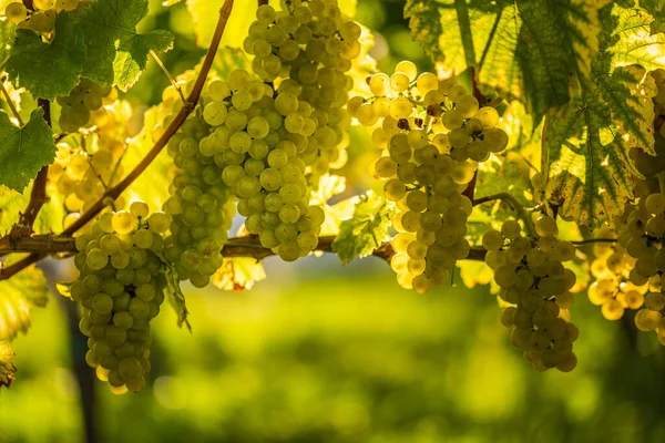 Raisins Blancs Poussant Sur Vigne Sous Soleil Éclatant Fond Vignoble — Photo
