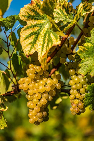 Raisins Blancs Poussant Sur Vigne Sous Soleil Éclatant Fond Vignoble — Photo