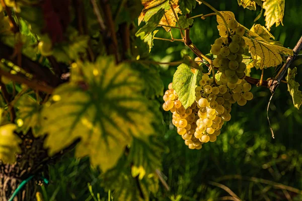Uvas Brancas Que Crescem Vinha Sob Luz Solar Brilhante Fundo — Fotografia de Stock