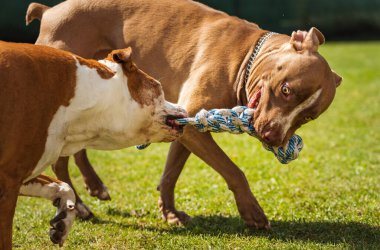 Dışarıda çekiştirmece oynayan iki köpek teriyeri. Arka bahçede genç ve yaşlı köpek eğlencesi. Köpek teması