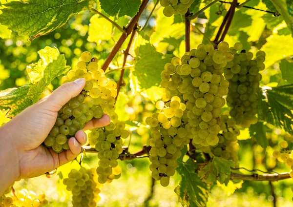 Cueillette Main Des Raisins Blancs Des Vignes Automness Journée Ensoleillée — Photo