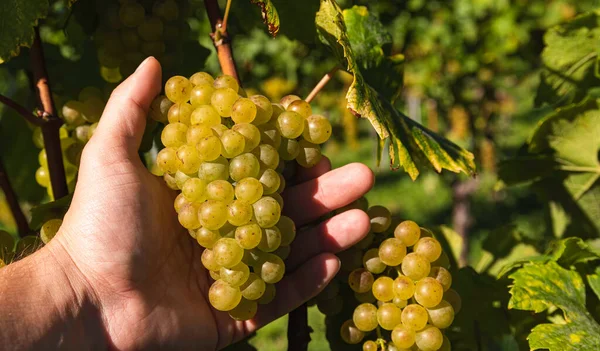 Récolte Raisins Fermier Tient Raisin Blanc Mûr Dans Vignoble — Photo