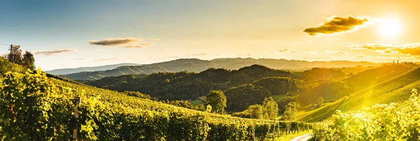 오스트리아의 슬로베니아 와인가의 파노라마 포도나무와 — 스톡 사진