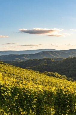 Styrian Tuscany Vineyard sonbaharda Güney Styria, Rabenland yakınlarında. Şarap severler için turistik bir yer..