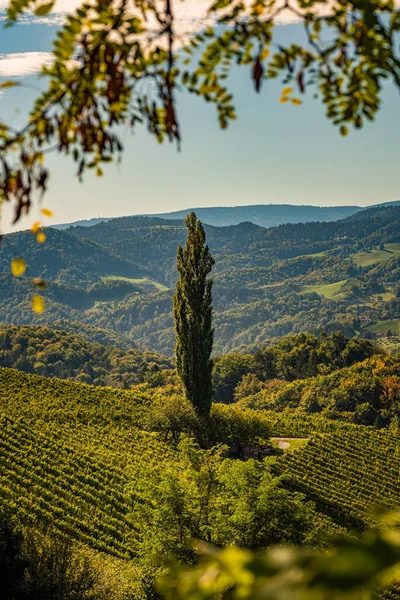 Štýrský Toskánský Vinice Podzim Jižního Štýrska Rabenland Turistické Místo Pro — Stock fotografie