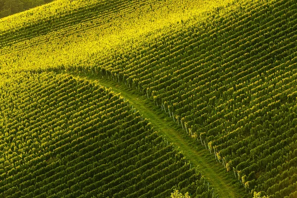 葡萄园葡萄的一排排 秋天的风景 奥地利南施蒂里亚 摘要背景 — 图库照片