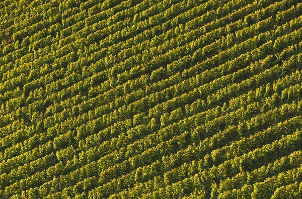Rows Vineyard Grape Vines Autumn Landscape Austria South Styria Abstract — Stock Photo, Image