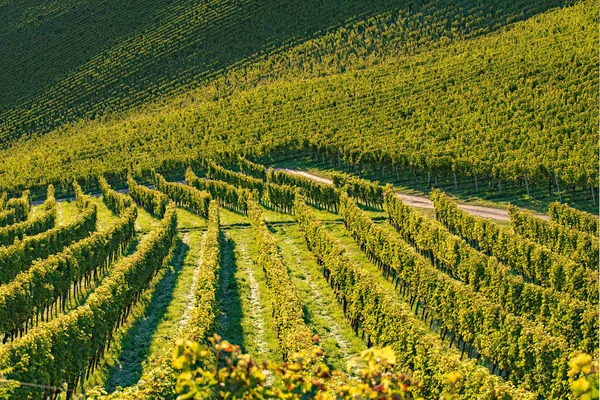 葡萄园葡萄的一排排 秋天的风景 奥地利南施蒂里亚 摘要背景 — 图库照片