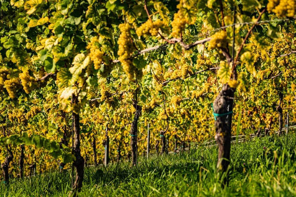 Rows Vineyard Grape Vines Podzimní Krajina Rakousko Jižní Štýrsko Abstraktní — Stock fotografie