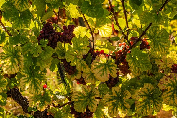 スタイリッシュなトスカーナ州ラベンランドの南スタイリア付近の秋のブドウ畑 ワイン愛好家のための観光地 — ストック写真