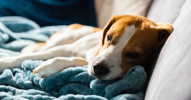 Beagle dog yorgun parlak odadaki rahat bir kanepede uyur. Köpek teması