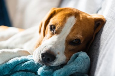 Beagle dog yorgun parlak odadaki rahat bir kanepede uyur. Köpek teması