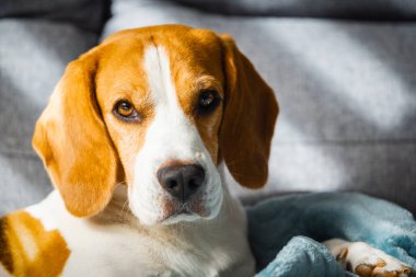 Beagle dog yorgun parlak odadaki rahat bir kanepede uyur. Köpek teması