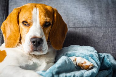 Beagle dog yorgun parlak odadaki rahat bir kanepede uyur. Köpek teması