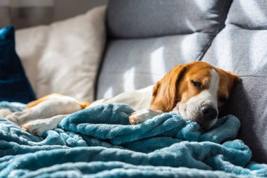 Beagle dog yorgun parlak odadaki rahat bir kanepede uyur. Köpek teması