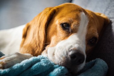 Beagle dog yorgun parlak odadaki rahat bir kanepede uyur. Köpek teması