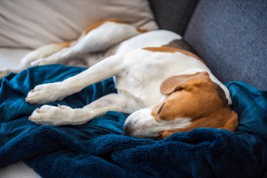 Beagle dog yorgun parlak odadaki rahat bir kanepede uyur. Köpek teması