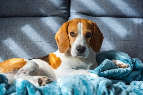 Beagle dog tired sleeps on a cozy sofa in bright room. Canine theme