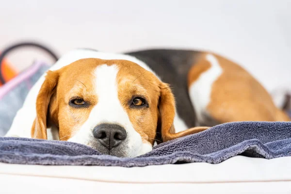 Beagle dog tired sleeps on a cozy sofa outdoors. Canine theme