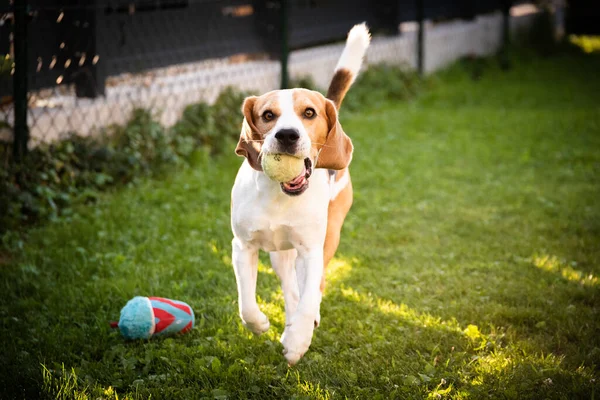 Perro Jugando Con Una Pelota Jardín Bola Recuperación Juguetona Muy —  Fotos de Stock