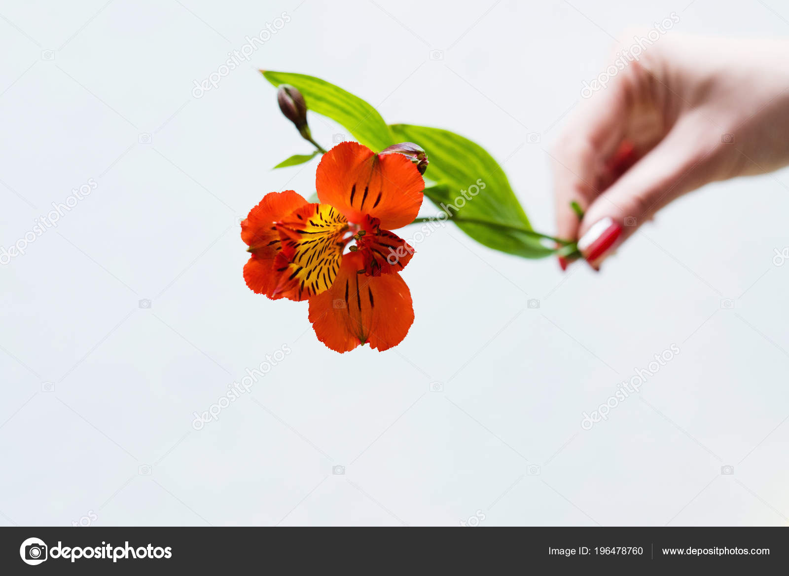 Alstroemeria White Background Flower Hand Holding Stok Foto