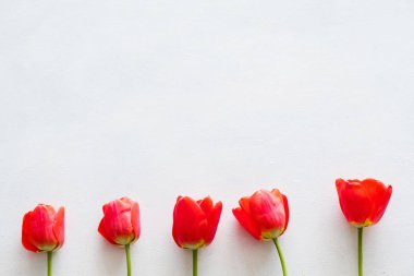 arka plan çiçek kompozisyon kırmızı lale beyaz