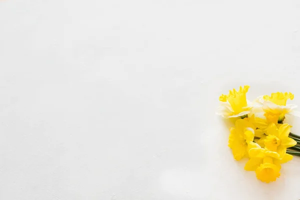 黄色いスイセンの白い背景の春の花 — ストック写真