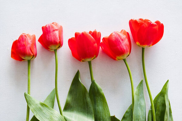 red tulips white background spring flower row