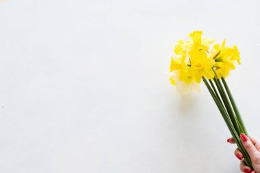 sarı nergis beyaz arka plan bahar çiçek