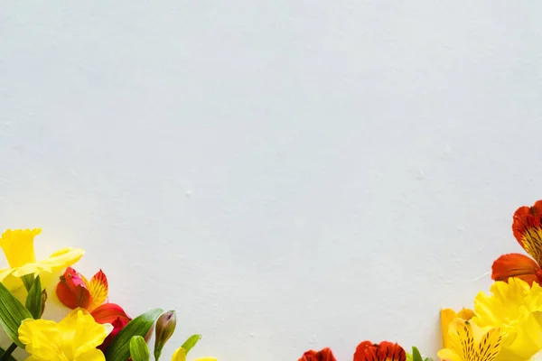 Alstroemeria 흰색 배경 꽃 식물 — 스톡 사진