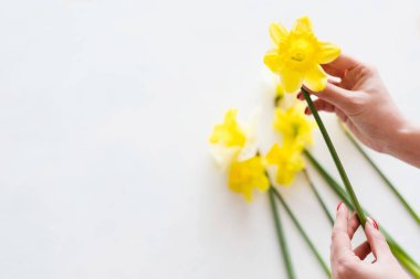 sarı nergis beyaz arka plan bahar çiçek