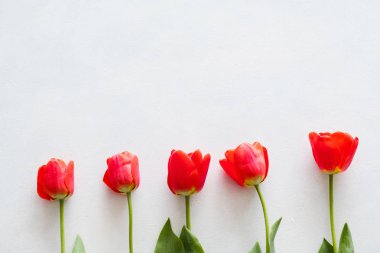 kırmızı lale beyaz arka plan bahar çiçek
