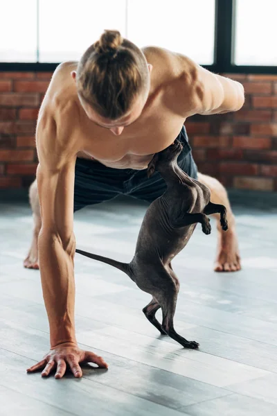Йога тренировки компаньон спортзал тренировки владелец кота — стоковое фото