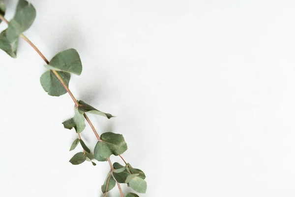Florystyka minimalistyczny sztuki eukaliptusa Zielona gałązka — Zdjęcie stockowe