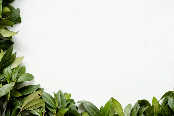 Floristica arte minimalista verde pervinca foglie — Foto Stock