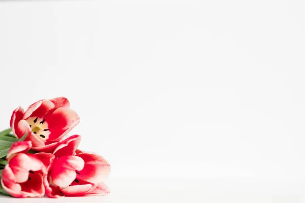 Czerwone tulipany białe tło wiosna kwiat asortyment — Zdjęcie stockowe