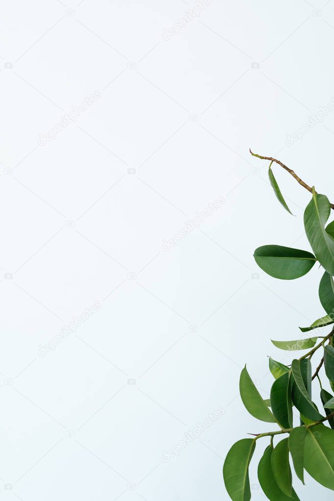 green ficus leaves white background nature minimal