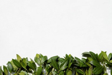 floristik minimalist sanat yeşil deniz salyangozu yaprakları