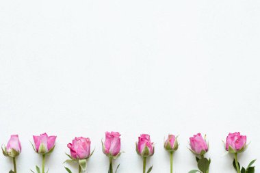 pembe gül beyaz arka plan üzerinde. Flora Botanik ve doğa. güzel çiçek zemin gün anneler veya kadın. boş alan kavramı.