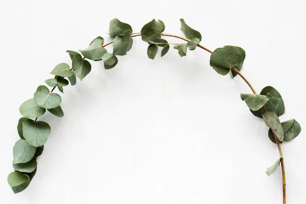 Nature botany plant green curved eucalyptus twig — Stock Photo, Image