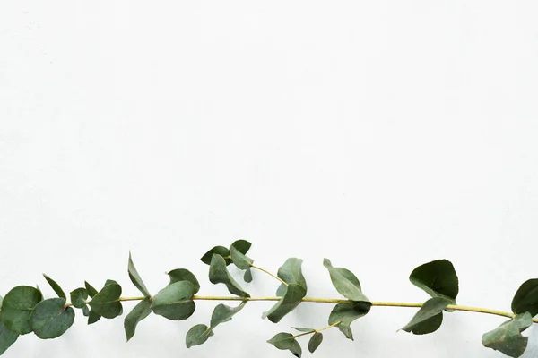 Floristica arte minimalista verde eucalipto ramoscello — Foto Stock