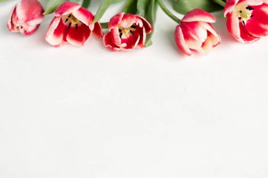 arka plan bahar çiçek ürün yelpazesine kırmızı lale beyaz