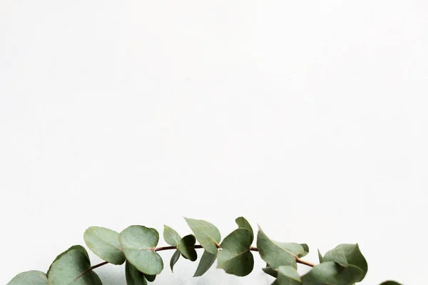 Flora groen exotische planten eucalyptus takje decor — Stockfoto