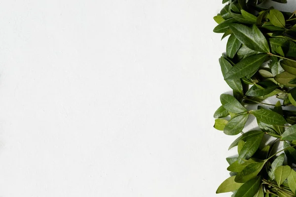 Foglie Pervinca Sfondo Bianco Verde Fogliame Fogliame Decorazione Floreale Concetto — Foto Stock
