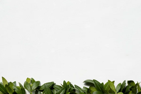 Floristica arredamento minimalista foglie di pervinca — Foto Stock