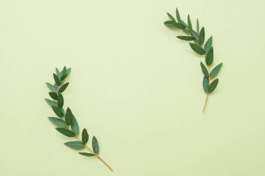 en az çiçek düzeni iki bitki dal açık yeşil