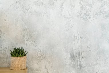 saksı yeşil etli bitki tablo gri duvar