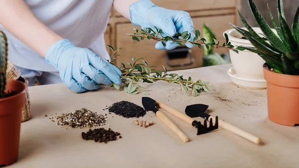 Gardener green plant pots gardening hobby — Stock Photo, Image