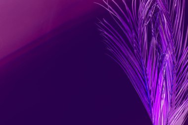 yaratıcı kompozisyon neon mor canlı palmiye yaprağı
