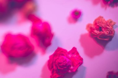 çiçek doku desen gül çeşitler defocused